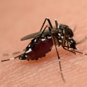 Congress Must Swiftly Act to Respond to Zika Virus