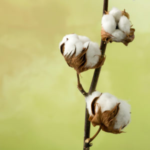 Cotton Subsidies:  Gifts that Keep On Giving