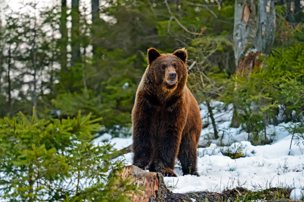 Brown Bear In The Woods In Winter InsideSources