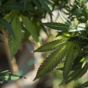 Pot Legalization Succeeds in CA, MA, ME and NV