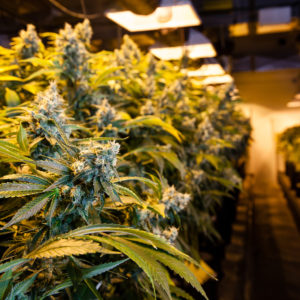 Marijuana Potency Warrants Greater Education and Regulation