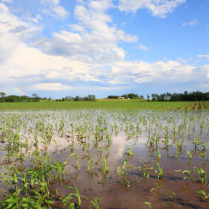 Crop Insurance Subsidies in Serious Need of Reform