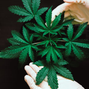 Pot Glasnost — or Not?