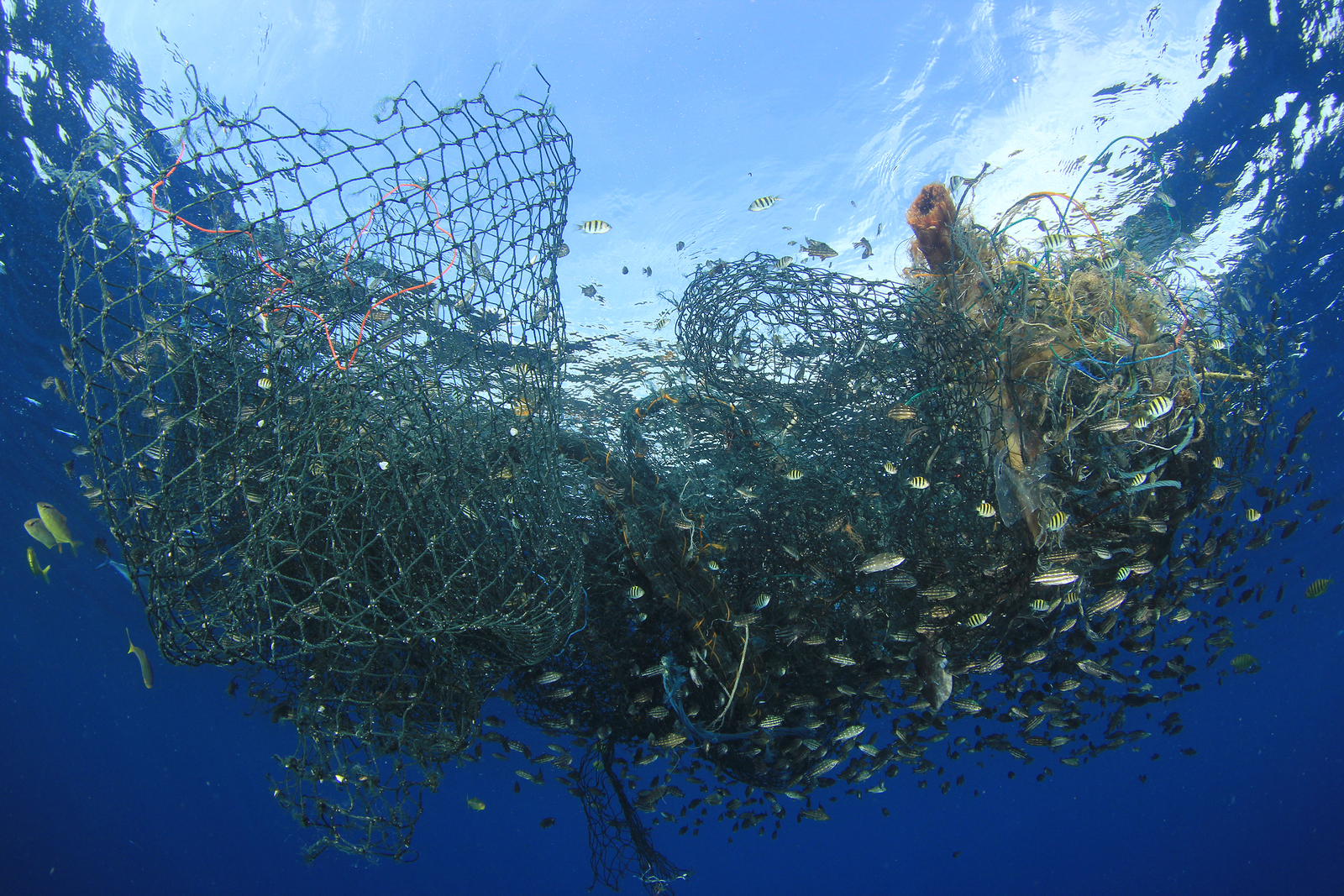 Abandoned fishing net. Ghost net environmental ocean pollution –  InsideSources
