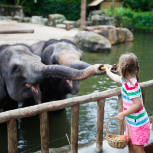 Experience Your Local Zoo on Visit the Zoo Day