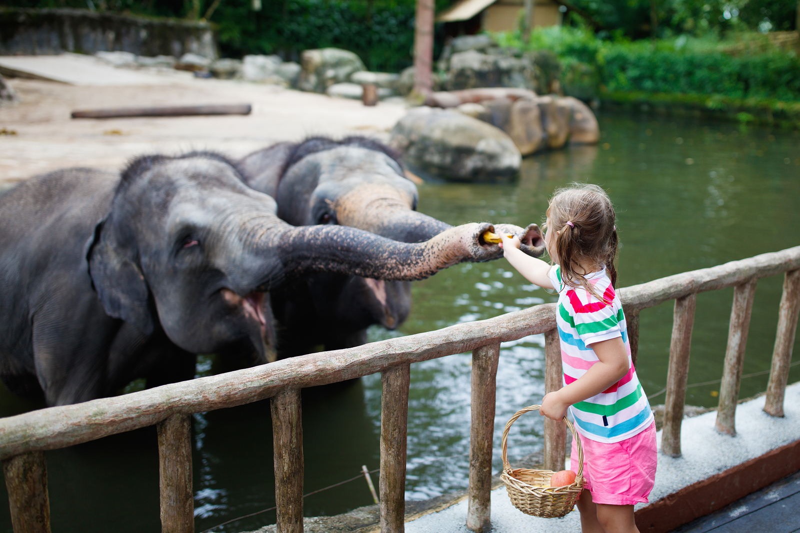Bigstock Kids Feed Elephant In Zoo Fam 241930129 