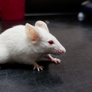 EPA Move Away From Animal Tests Is Good Science and Good Sense