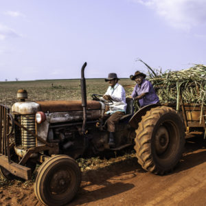 Sugar Farmers Feel Pain of Foreign Subsidies