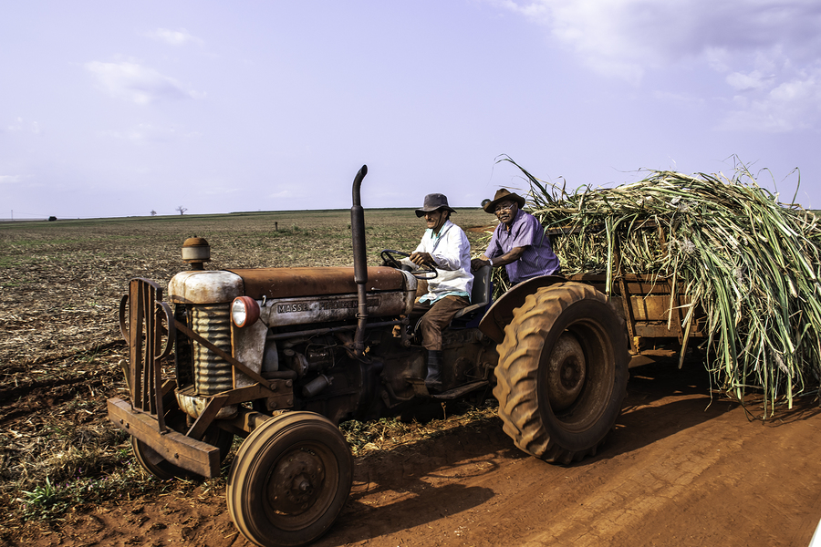 Sugar Farmers Feel Pain Of Foreign Subsidies Insidesources