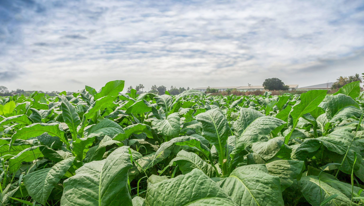 Tobacco Leaf Tree Field Concept, Tobacco Planting Ga InsideSources