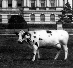 Holy Cow! History: ‘The President’s Cow Is Missing!’