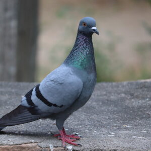 New Yorker Helps Pigeons, Pays Hefty Fine as Cities Peck for Cash