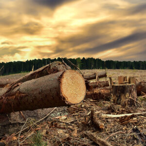 Shortsighted Idea From the Green Lobby Would Worsen Deforestation